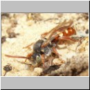 Nomada alboguttata - Wespenbiene m03 8mm.jpg